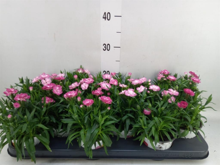 <h4>Dianthus  'Oscar Pink Star'</h4>