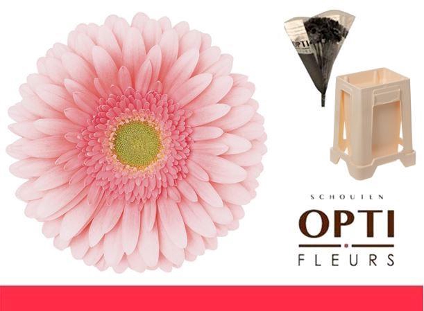 <h4>Gerbera Romella Water</h4>