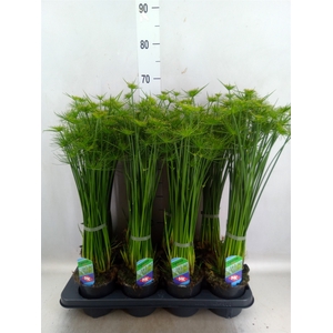 Cyperus haspan