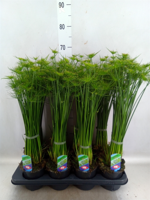 <h4>Cyperus haspan</h4>