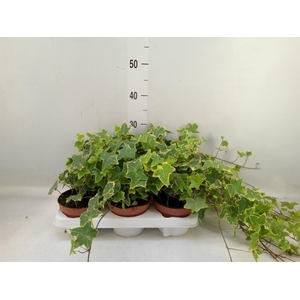 Hedera helix 'Goldchild'