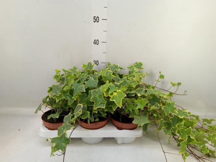 <h4>Hedera helix 'Goldchild'</h4>