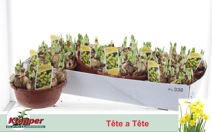 <h4>NARC O TETE A TETE</h4>