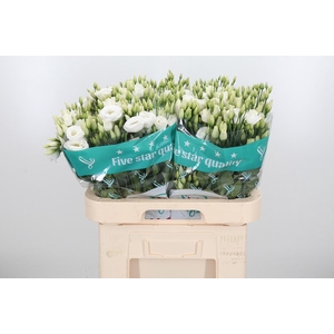 Eust Du Rosita White