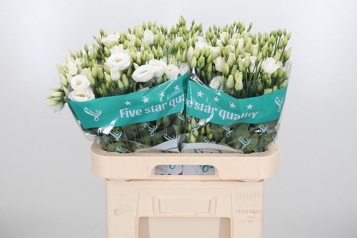 <h4>Eust Du Rosita White</h4>