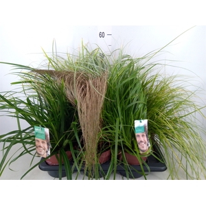Carex   ...mix