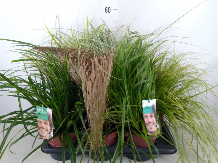 <h4>Carex   ...mix</h4>