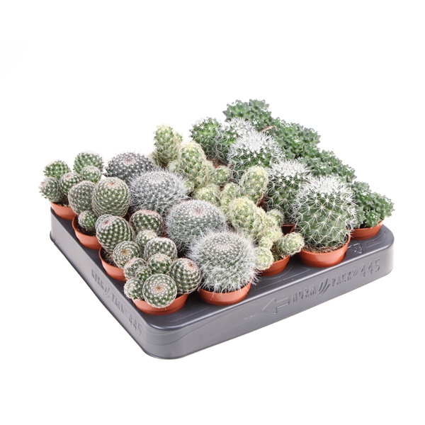 <h4>Mammillaria Mix</h4>