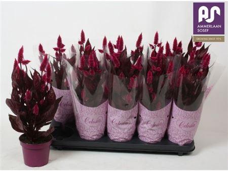 <h4>Cel Mystic Shades</h4>