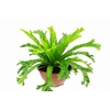 ASPLENIUM CRISSIE C21