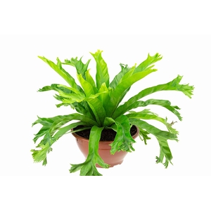 ASPLENIUM CRISSIE C21