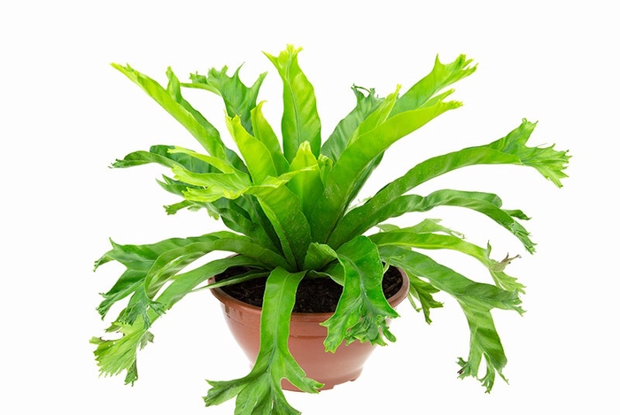 <h4>ASPLENIUM CRISSIE C21</h4>