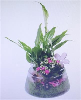 <h4>2642 Roze Ufo Glas</h4>