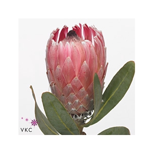 Protea Pink Lady