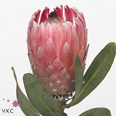 Protea Pink Lady