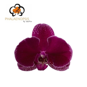 Phalaenopsis Lie de Vin