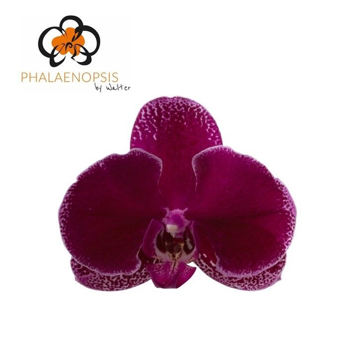 <h4>Phalaenopsis Lie de Vin</h4>