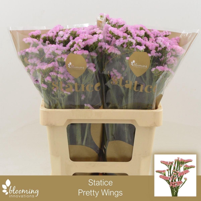 <h4>Statice Pretty Wings | Heavy Quality</h4>