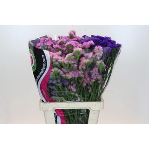 Limonium Statice Mix Rainbow