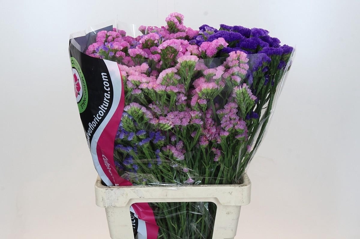 <h4>Limonium Statice Mix Rainbow</h4>