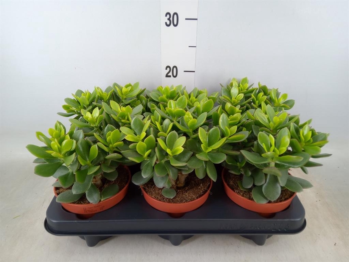 <h4>Crassula 'Minova Magic'</h4>