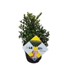 Ilex crenata Dark Green