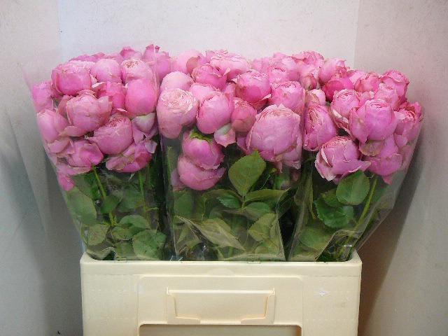 <h4>R TR SILVA PINK+</h4>