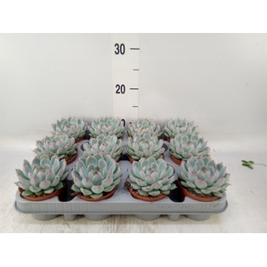Echeveria   ...
