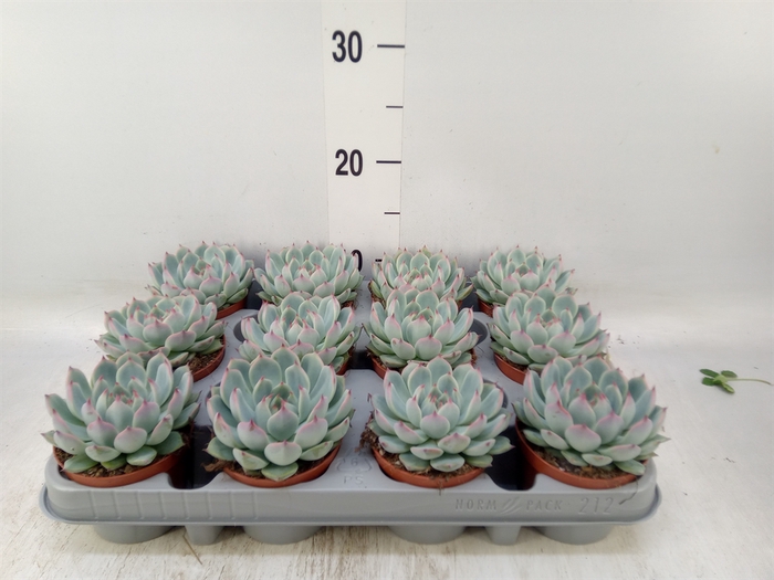 <h4>Echeveria   ...</h4>