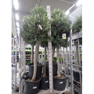 Olea europaea