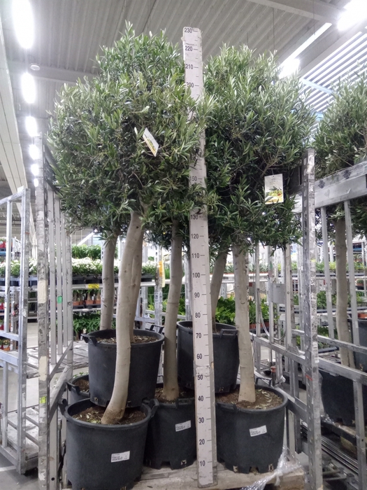 <h4>Olea europaea</h4>
