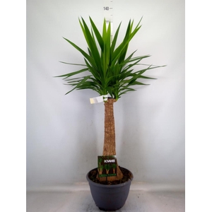 Yucca elephantipes   ...