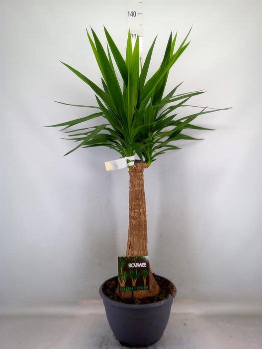 <h4>Yucca elephantipes   ...</h4>