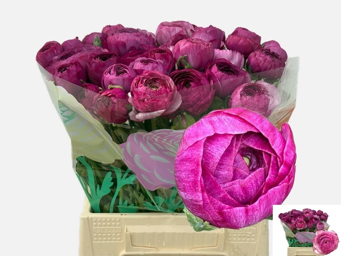 <h4>RAN AM PURPLE JEAN</h4>