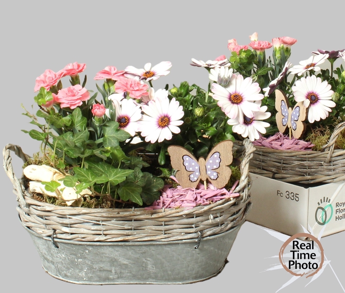<h4>ARR TUINPLANTEN</h4>