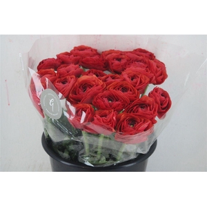 Ran Cloni Sup Terracotta