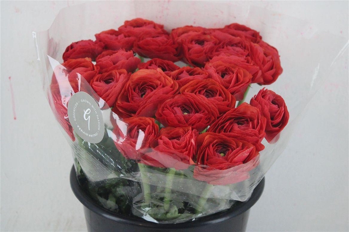 <h4>Ran Cloni Sup Terracotta</h4>