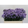 Limonium Donau Birds