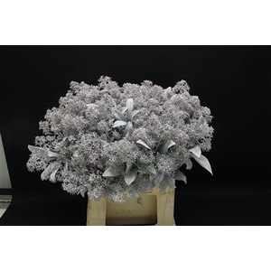 Skimmia Wit Geverfd