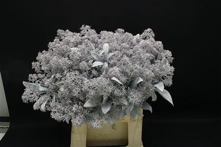 <h4>Skimmia Wit Geverfd</h4>