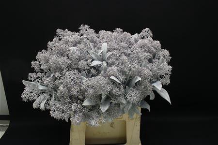 <h4>Skimmia Wit Geverfd</h4>