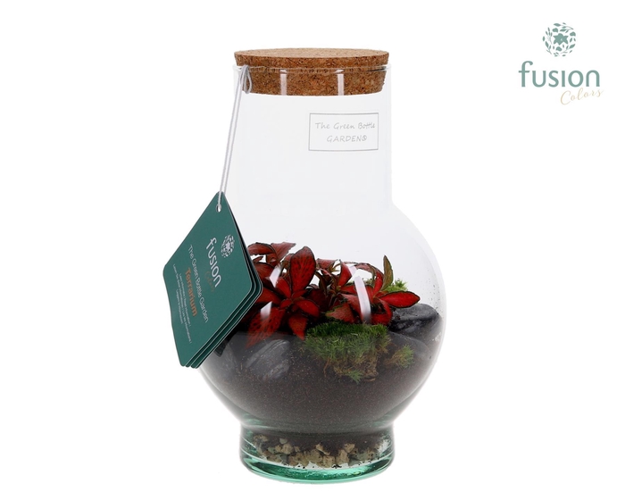 <h4>Green BottleSuzon XSmall met Terrarium arrangement</h4>