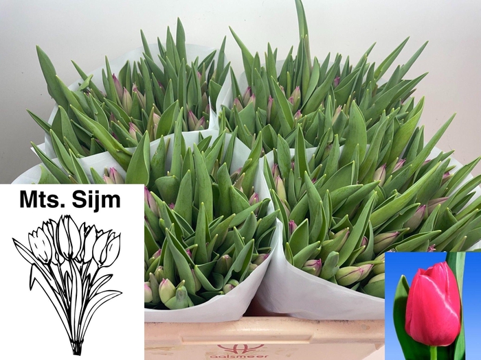 <h4>TU EN PINK ARDOUR</h4>