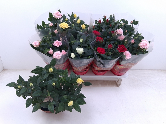 <h4>RO FAV RO GEM 4 SRT</h4>