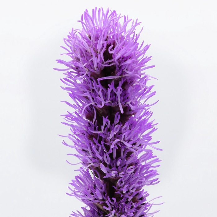 <h4>Liatris Callilepis</h4>