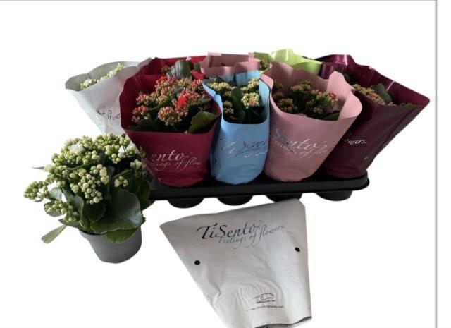 <h4>KAL GE GEM 5 KL</h4>