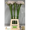 Allium Silverspring