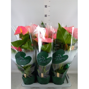 Anthurium andr. 'Colorado'