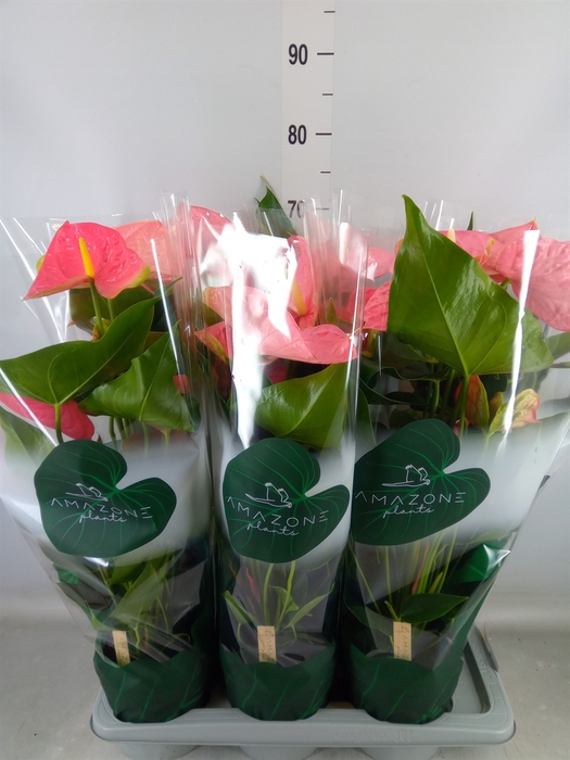 <h4>Anthurium andr. 'Colorado'</h4>