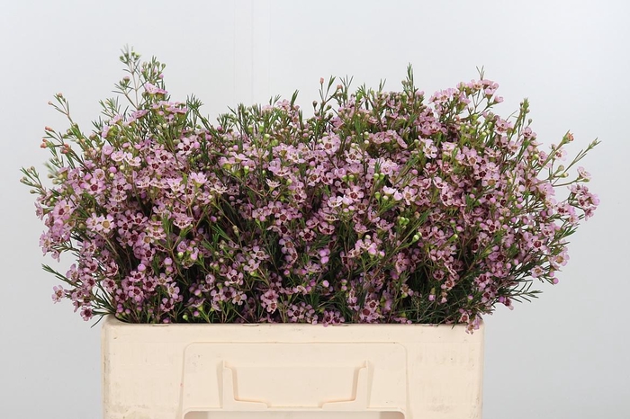 <h4>Chame Un Pink Dream</h4>